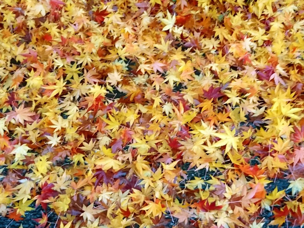 20151211 埼玉県 関東 冬の雨後の落ち葉 紅葉 もみじ 赤 黄色 グラデDSC_0026