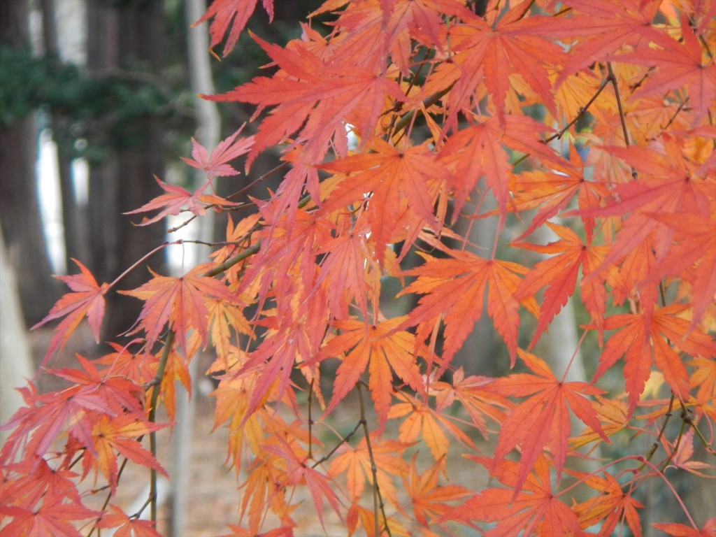 2015年12月20日 埼玉県蓮田市の寺院 妙楽寺の隣地のもみじが見事な紅葉DSCN7341