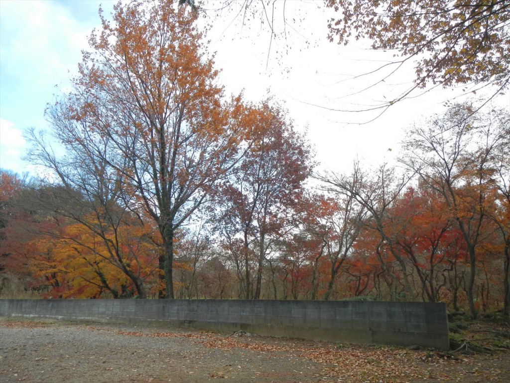 2015年12月20日 埼玉県蓮田市の寺院 妙楽寺の隣地のもみじが見事な紅葉DSCN7326