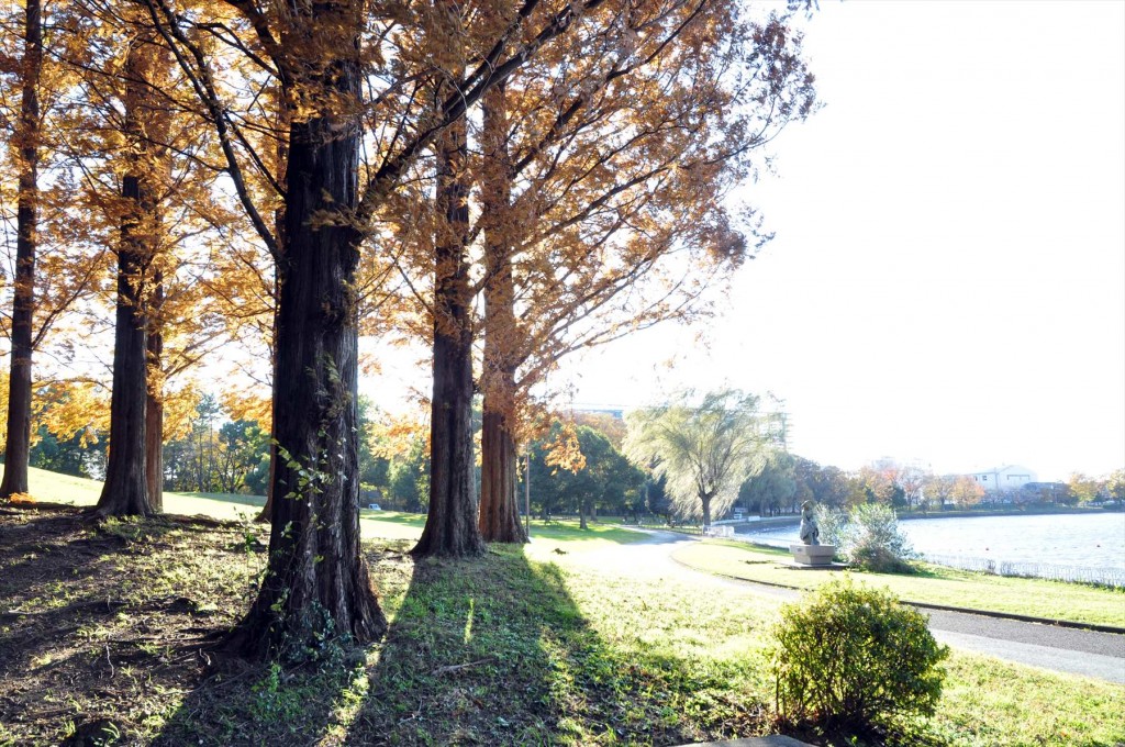 紅葉　久喜菖蒲公園の昭和沼DSC_4371 木漏れ日 こもれび