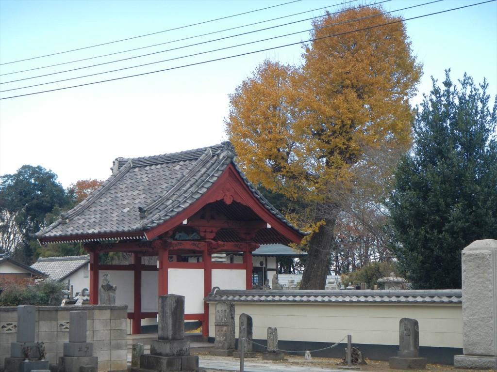 2015年12月20日 埼玉県蓮田市の寺院 妙楽寺の隣地のもみじが見事な紅葉DSCN7331