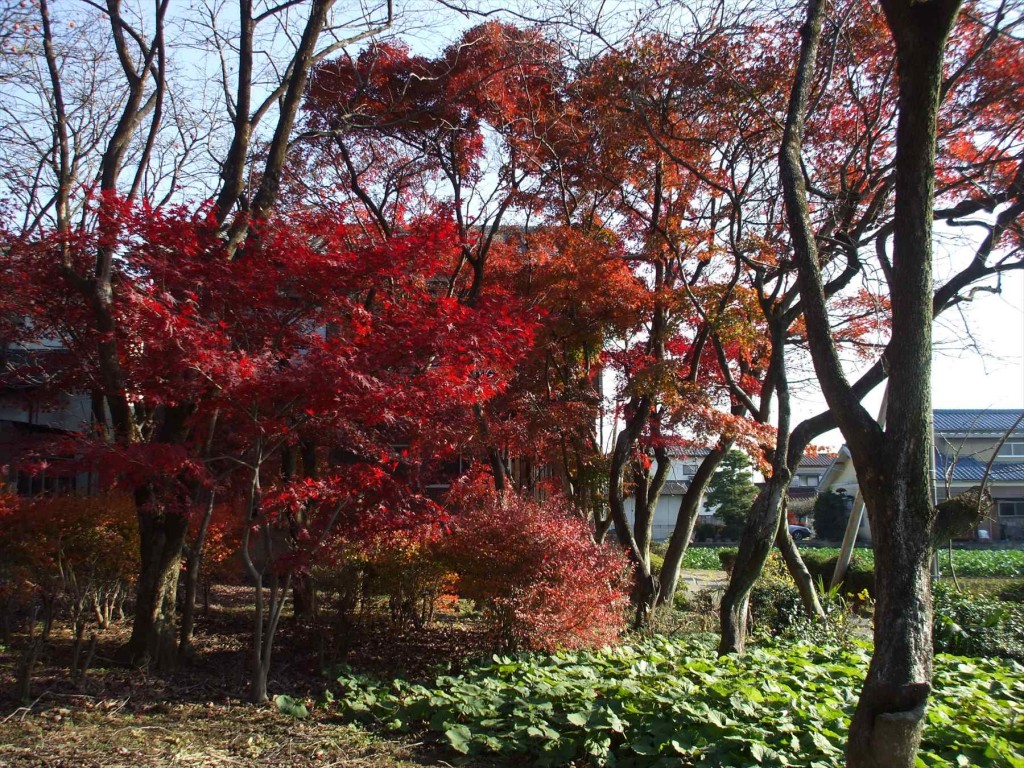 2015年12月 埼玉県蓮田市 秀源寺の檀家さん お客様の庭の紅葉が真っ盛り 赤DSCF6295