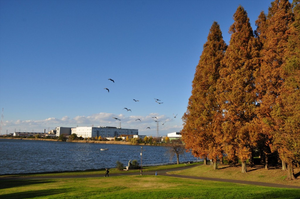 紅葉　久喜菖蒲公園の昭和沼DSC_4381 飛ぶ鳥 鳩の群れ
