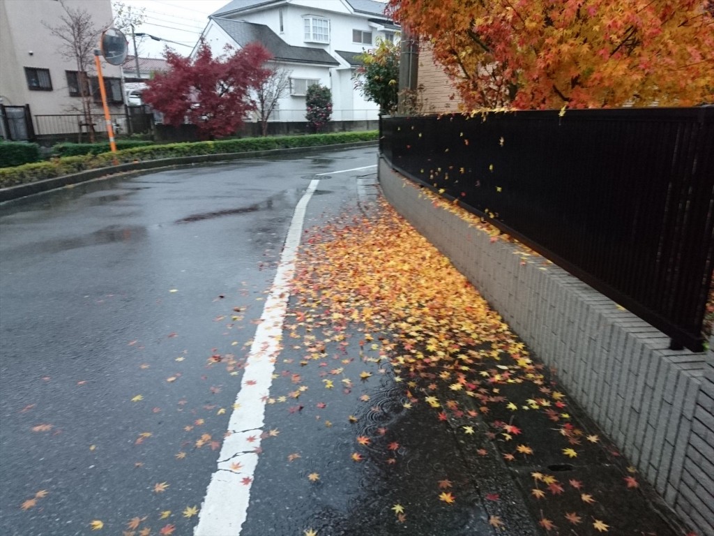 20151211 埼玉県 関東 冬の雨後の落ち葉 紅葉 もみじ 赤 黄色 グラデDSC_0028