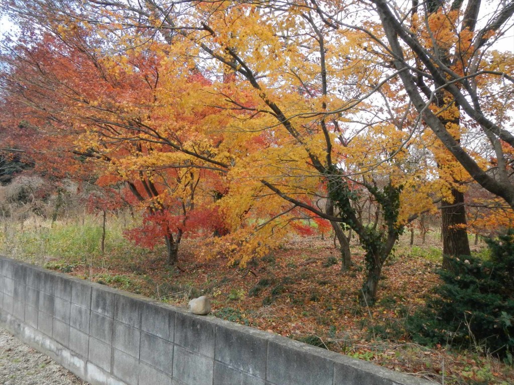 2015年12月20日 埼玉県蓮田市の寺院 妙楽寺の隣地のもみじが見事な紅葉DSCN7327