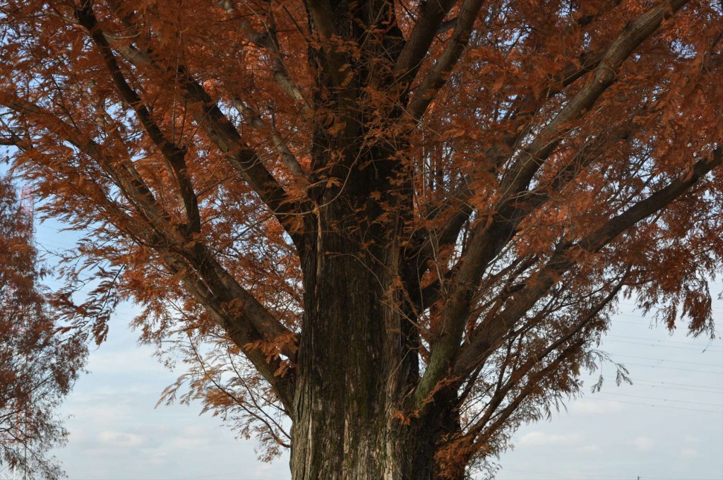 2015年12月 埼玉県 吉見総合運動公園の紅葉が綺麗でしたDSC_4640-