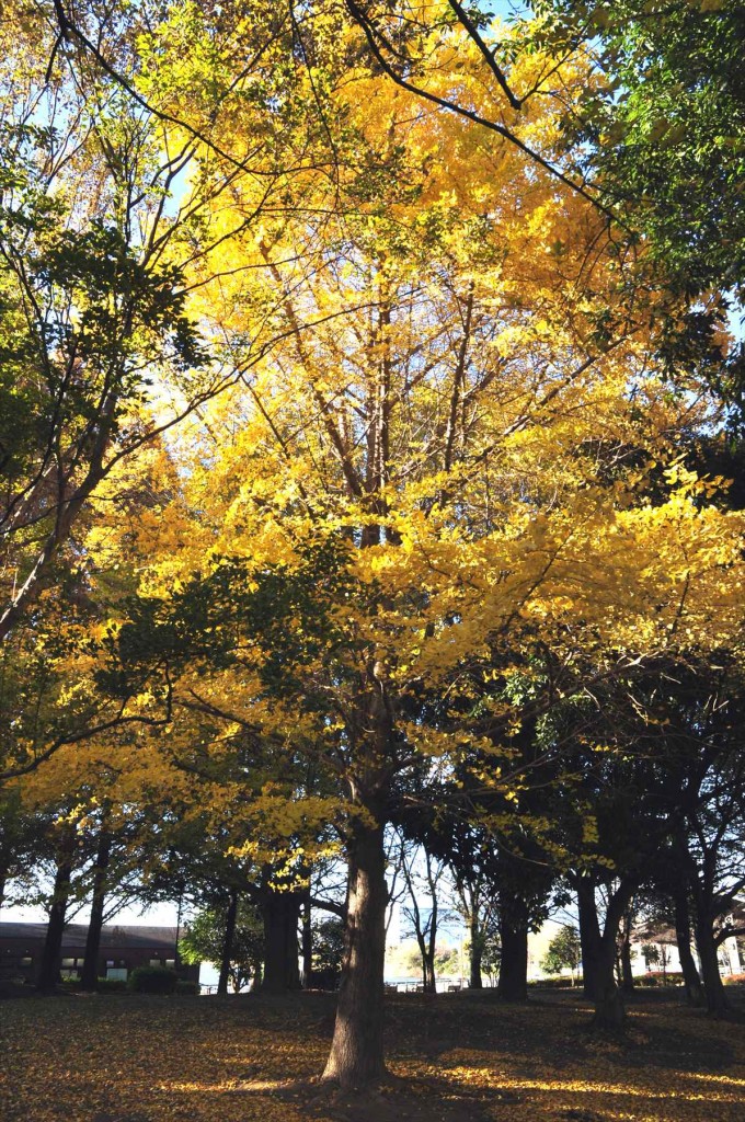 紅葉　久喜菖蒲公園の昭和沼DSC_4359 イチョウ 銀杏