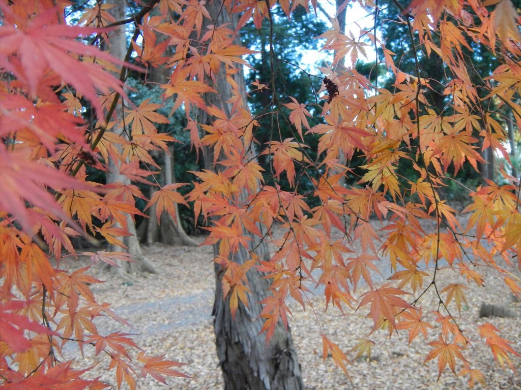 2015年12月20日 埼玉県蓮田市の寺院 妙楽寺の隣地のもみじが見事な紅葉DSCN7347