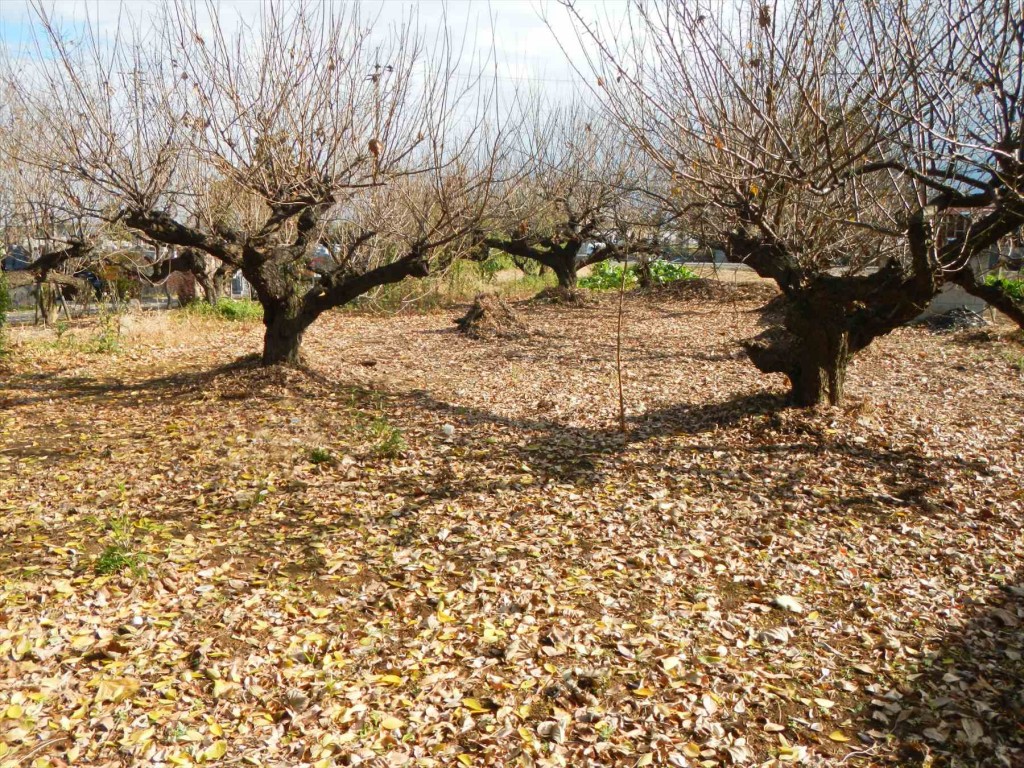 2015年12月 埼玉県の霊園 久喜聖地公苑の落ち葉DSCN7314