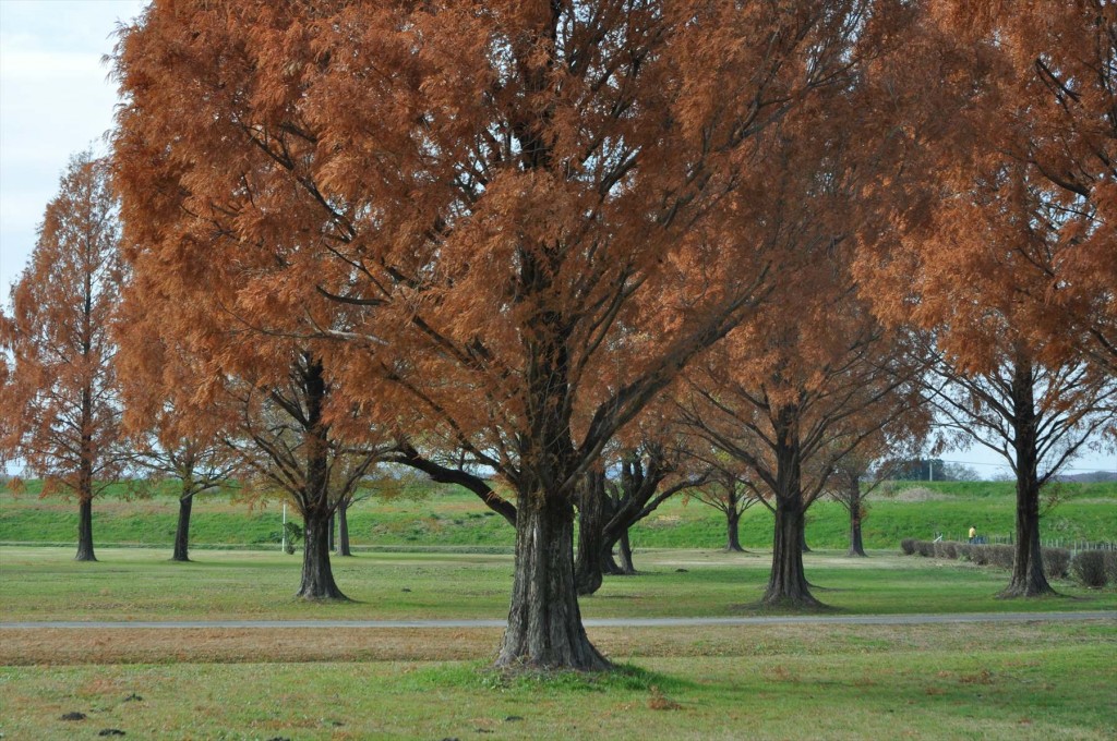 2015年12月 埼玉県 吉見総合運動公園の紅葉が綺麗でしたDSC_4633-