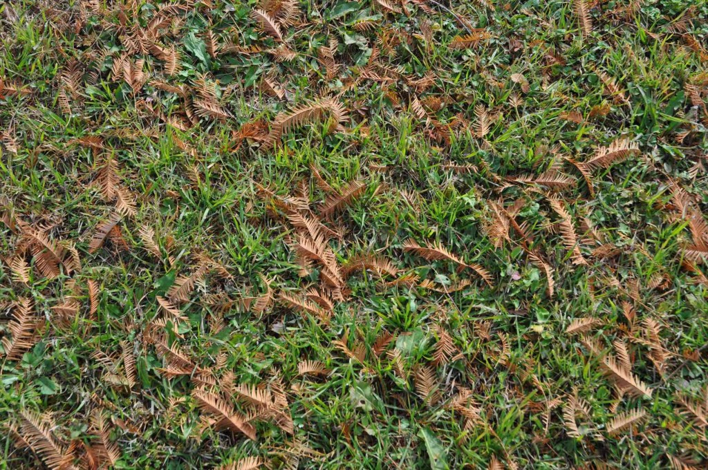 2015年12月 埼玉県 吉見総合運動公園の紅葉が綺麗でしたDSC_4638-