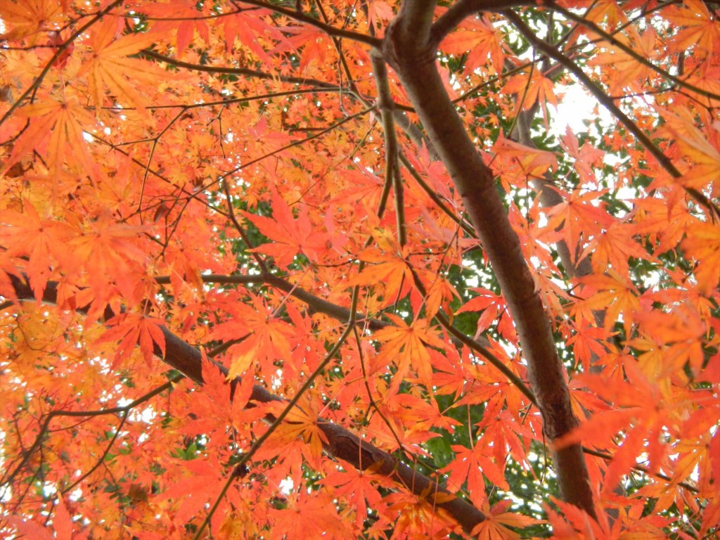 2015年12月20日 埼玉県蓮田市の寺院 妙楽寺の隣地のもみじが見事な紅葉DSCN7349