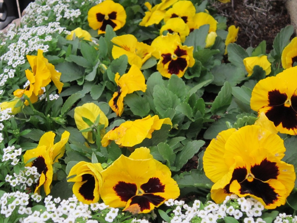 2015年12月 埼玉県 桶川霊園　花壇の花を植え替えました012