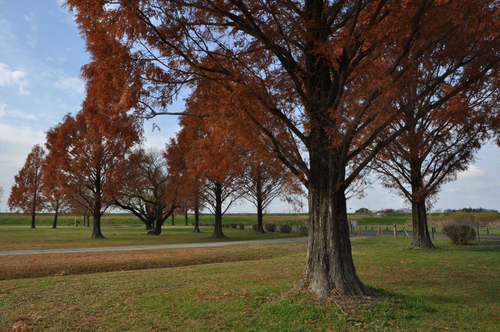 2015年12月 埼玉県 吉見総合運動公園の紅葉が綺麗でしたDSC_4639-