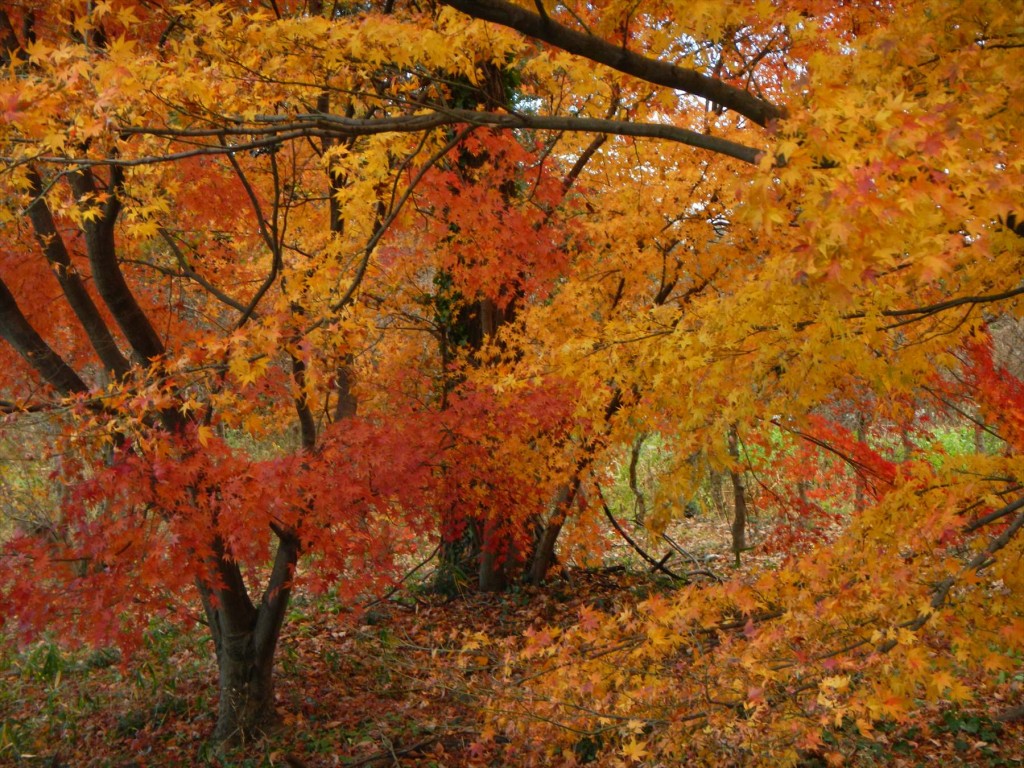 2015年12月20日 埼玉県蓮田市の寺院 妙楽寺の隣地のもみじが見事な紅葉DSCN7329