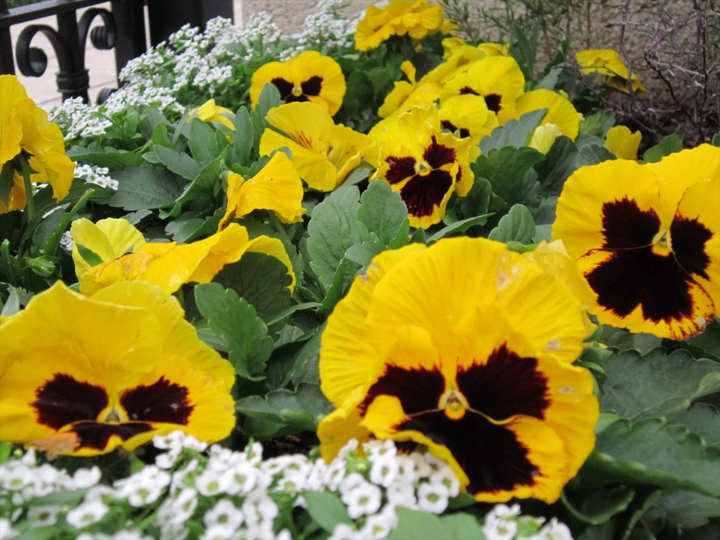 2015年12月 埼玉県 桶川霊園　花壇の花を植え替えました011