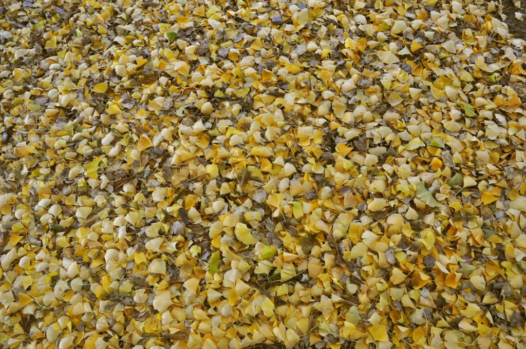 紅葉　久喜菖蒲公園の昭和沼DSC_4362 イチョウ 銀杏の落ち葉 一面の 絨毯 じゅうたん