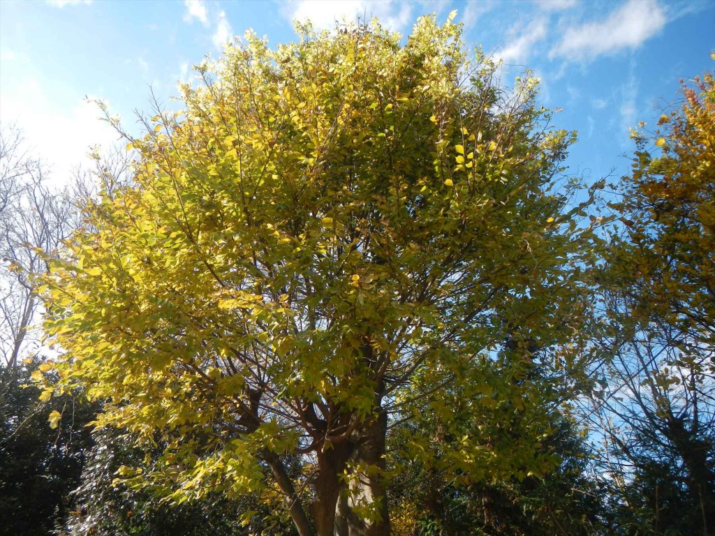 2015年12月 埼玉県の霊園 久喜聖地公苑の落ち葉DSCN7310