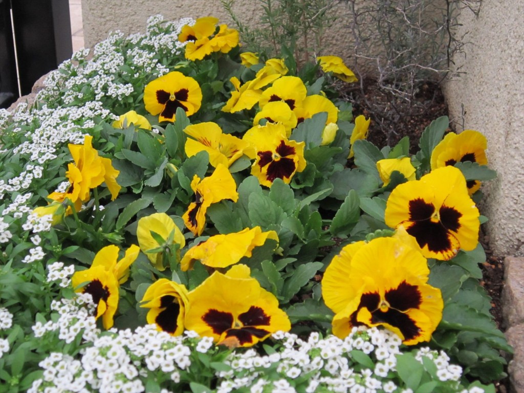 2015年12月 埼玉県 桶川霊園　花壇の花を植え替えました010