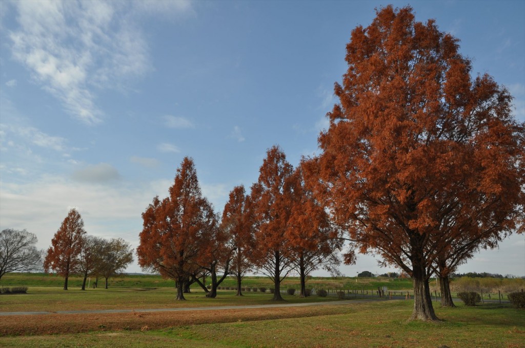 2015年12月 埼玉県 吉見総合運動公園の紅葉が綺麗でしたDSC_4636-