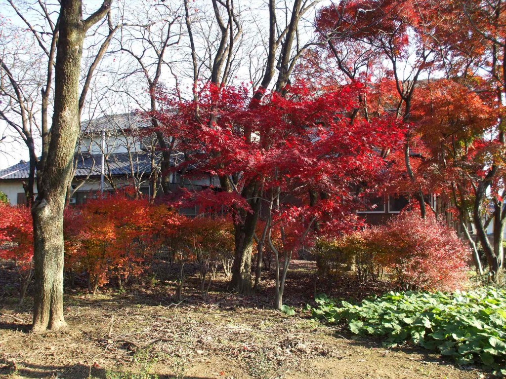 2015年12月 埼玉県蓮田市 秀源寺の檀家さん お客様の庭の紅葉が真っ盛り 赤DSCF6289