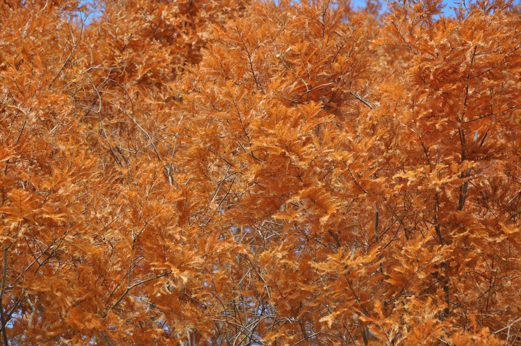 2015年12月 埼玉県 吉見総合運動公園の紅葉が綺麗でしたDSC_4634-