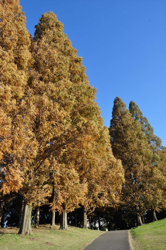 紅葉　久喜菖蒲公園の昭和沼DSC_4373