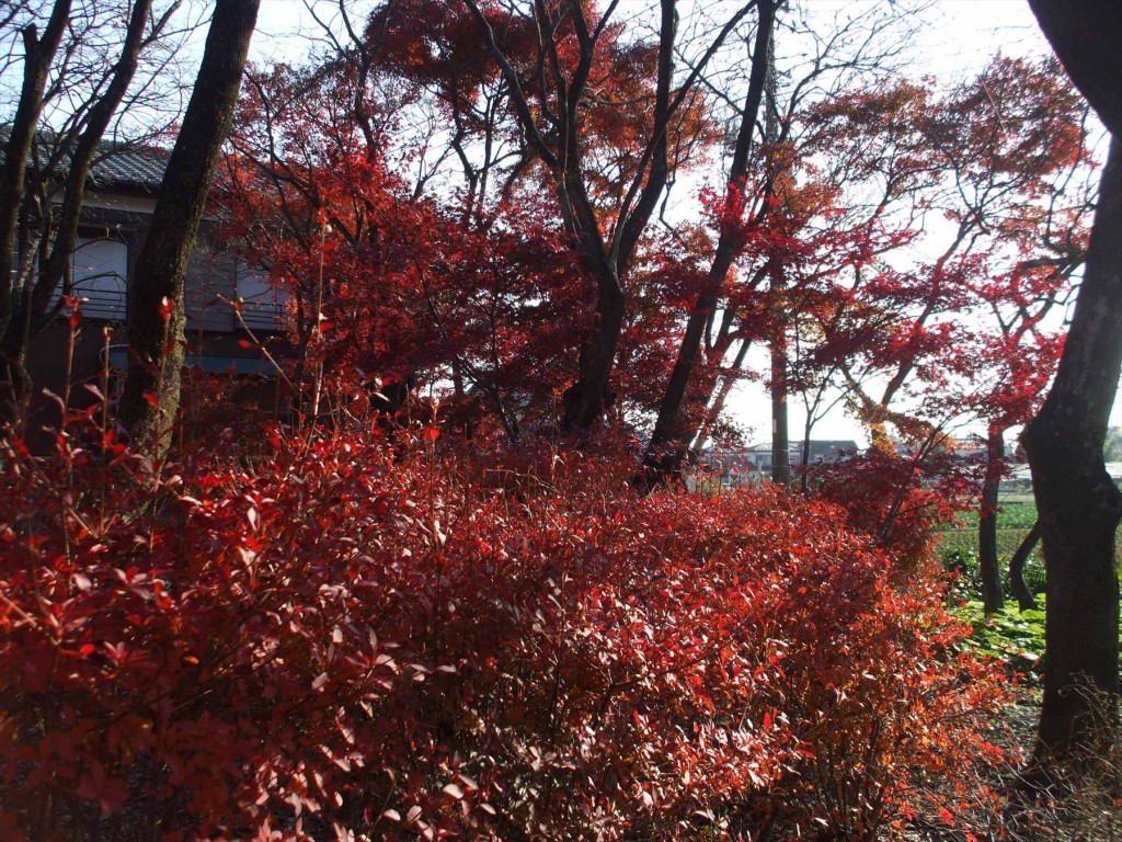 2015年12月 埼玉県蓮田市 秀源寺の檀家さん お客様の庭の紅葉が真っ盛り 赤DSCF6296
