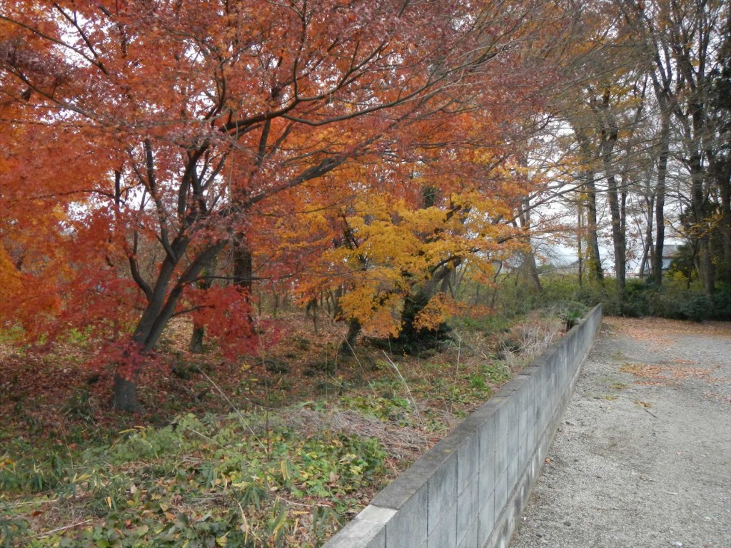 2015年12月20日 埼玉県蓮田市の寺院 妙楽寺の隣地のもみじが見事な紅葉DSCN7332