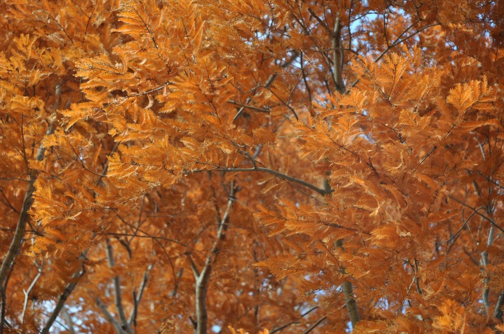 2015年12月 埼玉県 吉見総合運動公園の紅葉が綺麗でしたDSC_4641-