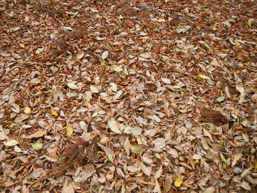 2015年12月 埼玉県の霊園 久喜聖地公苑の落ち葉DSCN7315