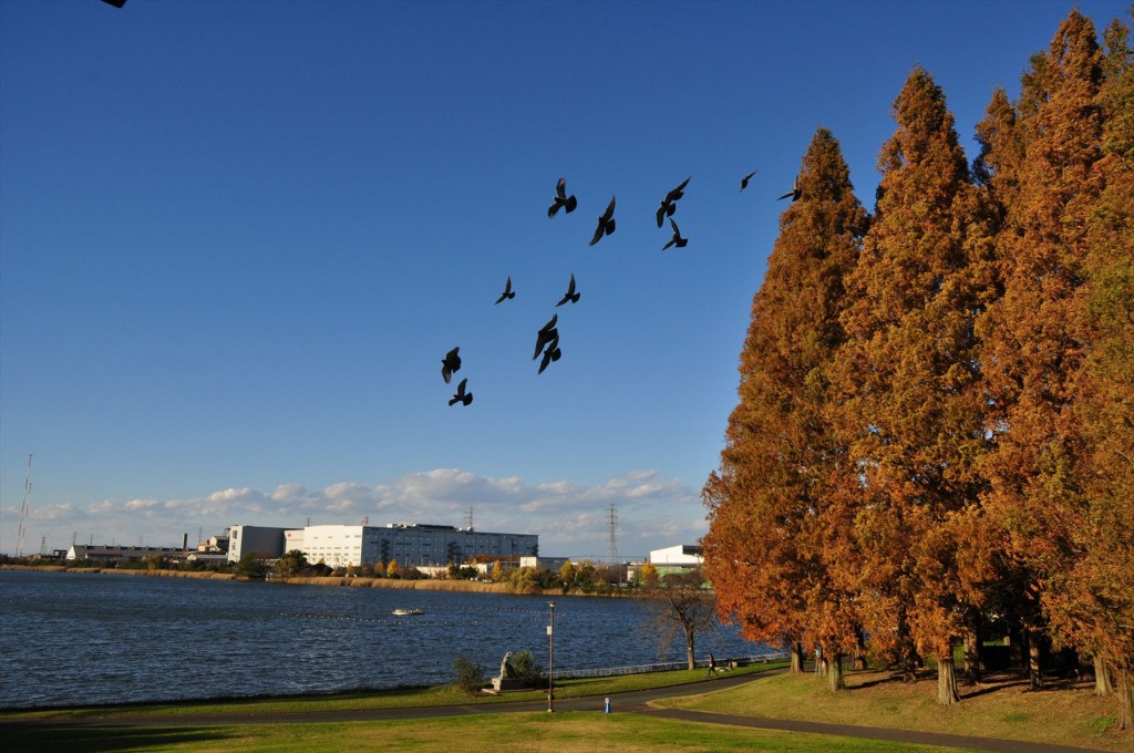 紅葉　久喜菖蒲公園の昭和沼DSC_4384 飛ぶ鳥 鳩の群れ