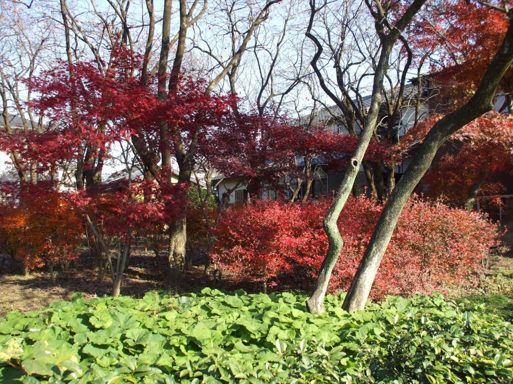 2015年12月 埼玉県蓮田市 秀源寺の檀家さん お客様の庭の紅葉が真っ盛り 赤DSCF6291