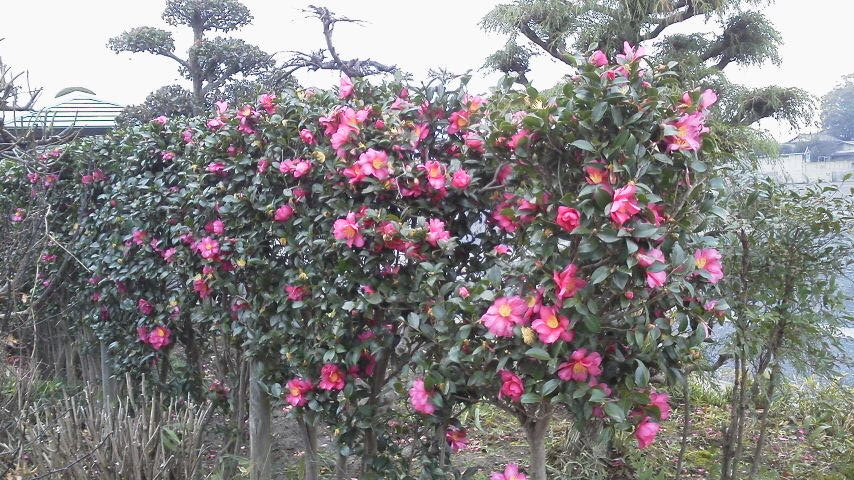 椿 つばき と山茶花 さざんか の見分け方 東明寺さまに咲いている花 霊園とお墓のはなし