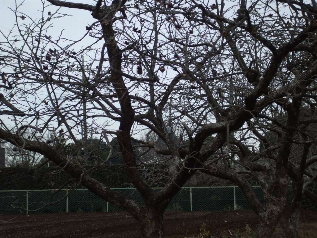 2016年1月23日 埼玉県蓮田市閏戸 秀源寺 キツツキ コゲラ 鳥DSCF6312-