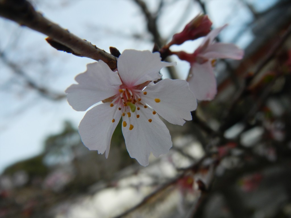 2015年12月に梅の花 東京都目黒不動尊DSCN7421