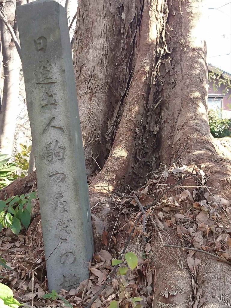 2016年1月正月 埼玉県さいたま市の調神社（調宮 つきのみや）初詣と石材の施工例  日蓮上人駒繋ぎの欅ケヤキDSC_0104