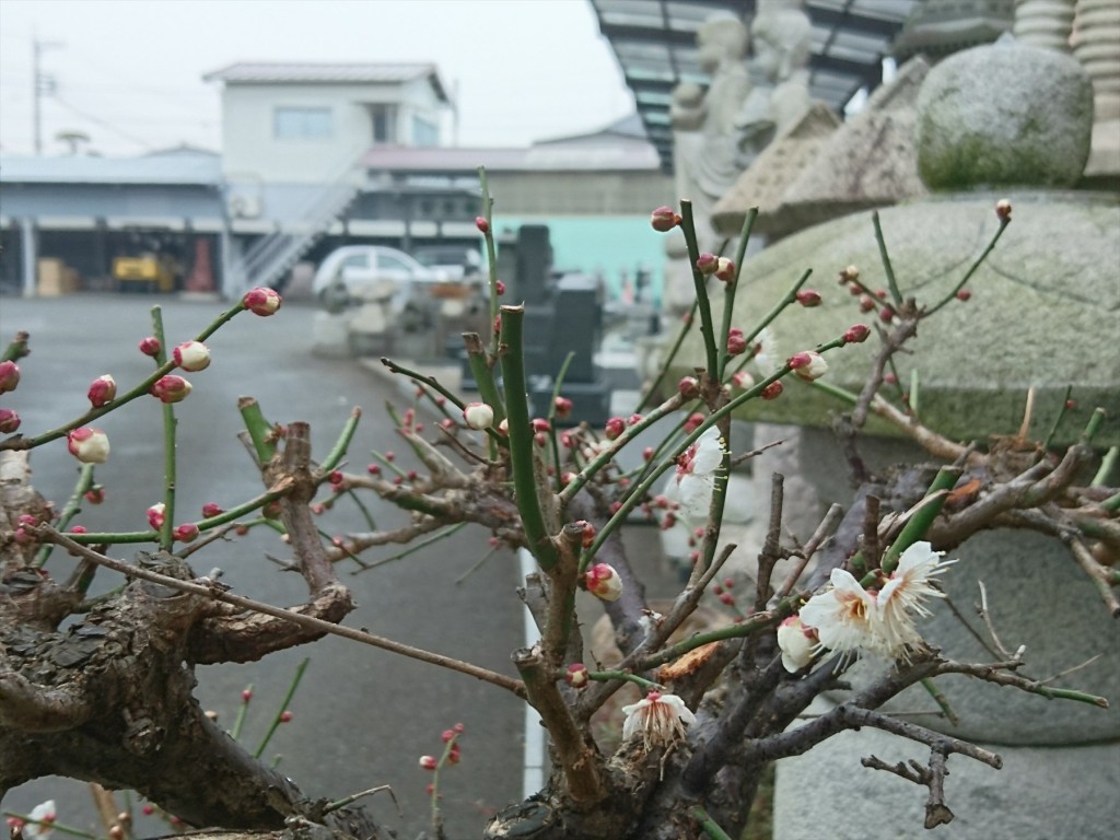 2016年1月29日 埼玉県上尾市 大塚 石材店の展示場、中庭に咲いた梅の花DSC_0128-
