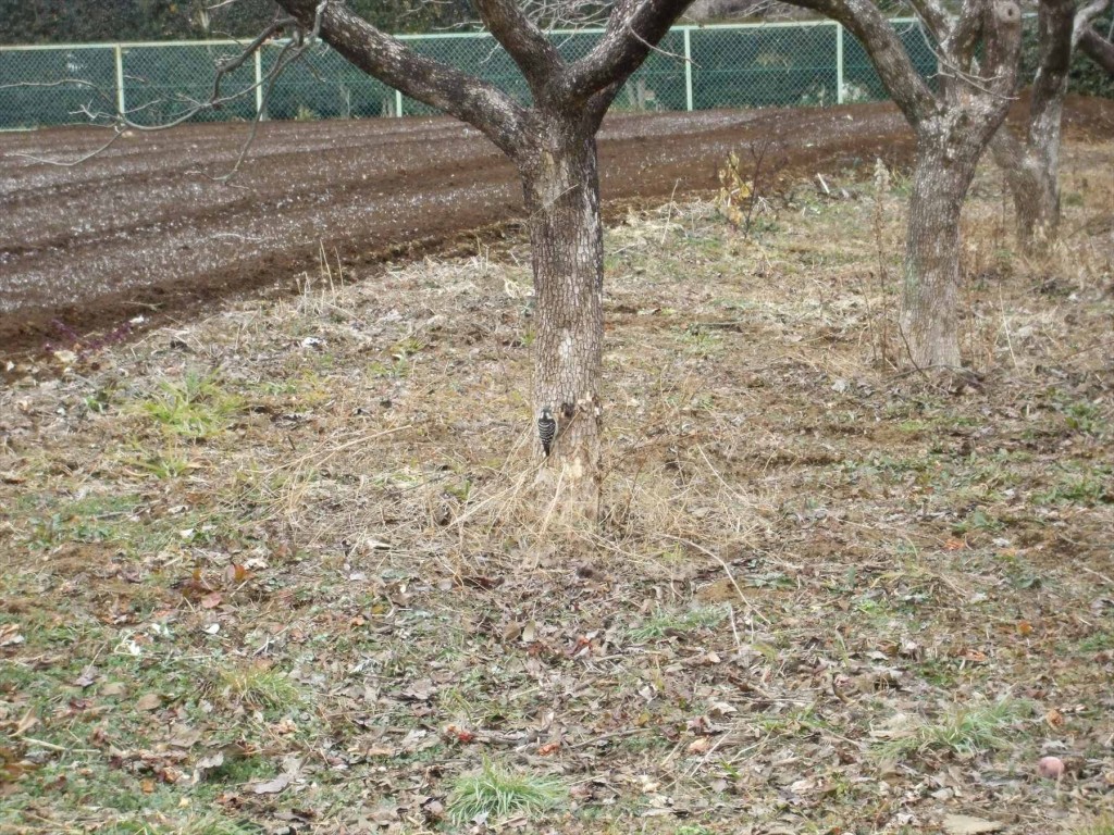 2016年1月23日 埼玉県蓮田市閏戸 秀源寺 キツツキ コゲラ 鳥DSCF6310-