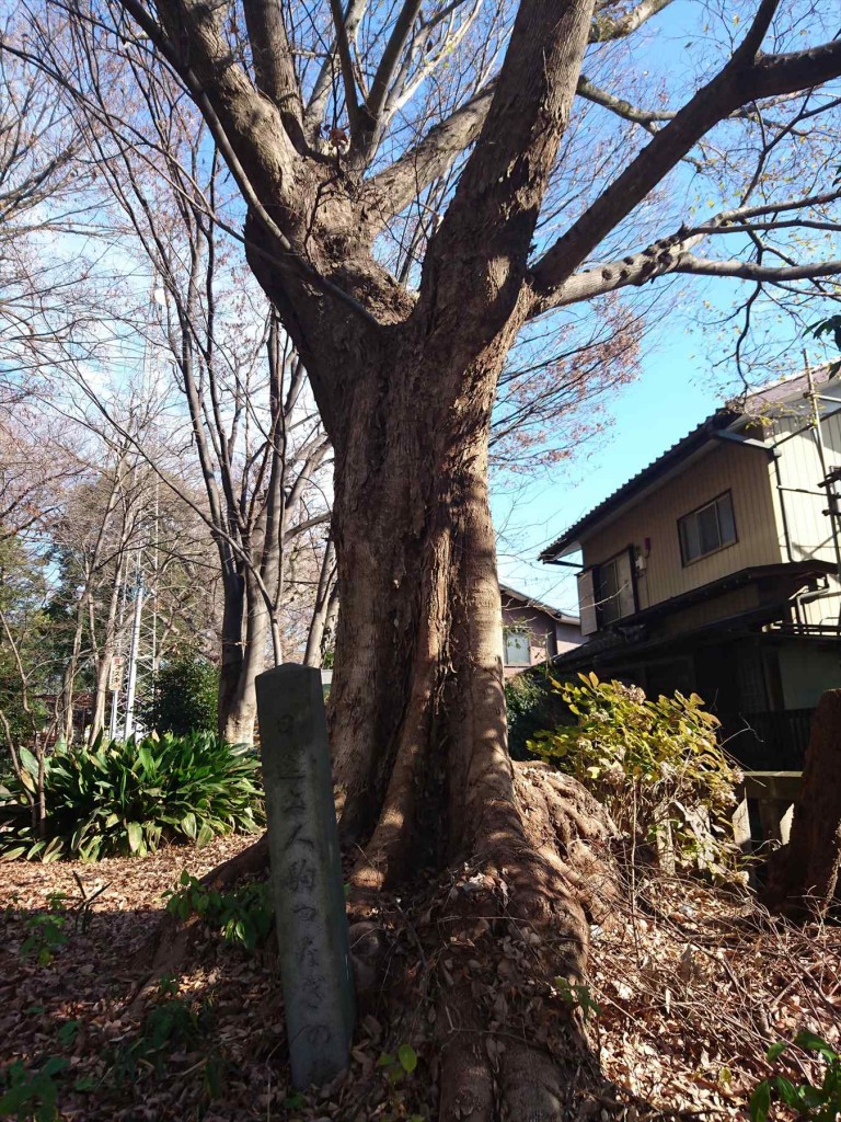 2016年1月正月 埼玉県さいたま市の調神社（調宮 つきのみや）初詣と石材の施工例  日蓮上人駒繋ぎの欅ケヤキDSC_0103