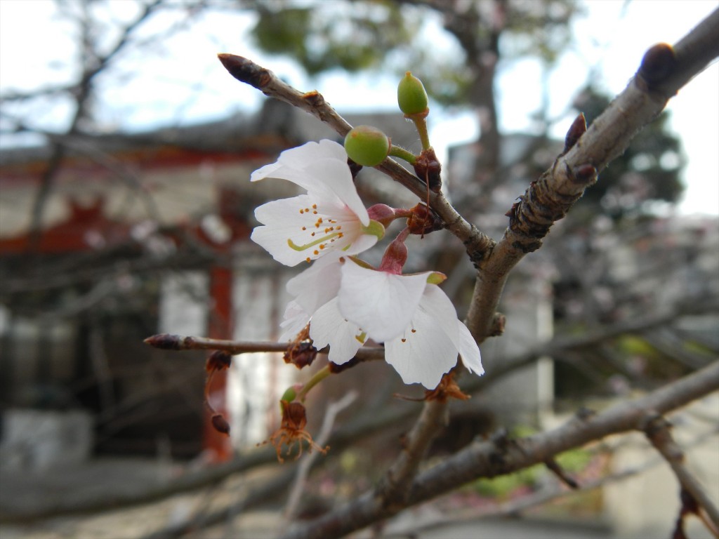 2015年12月に梅の花 東京都目黒不動尊DSCN7422