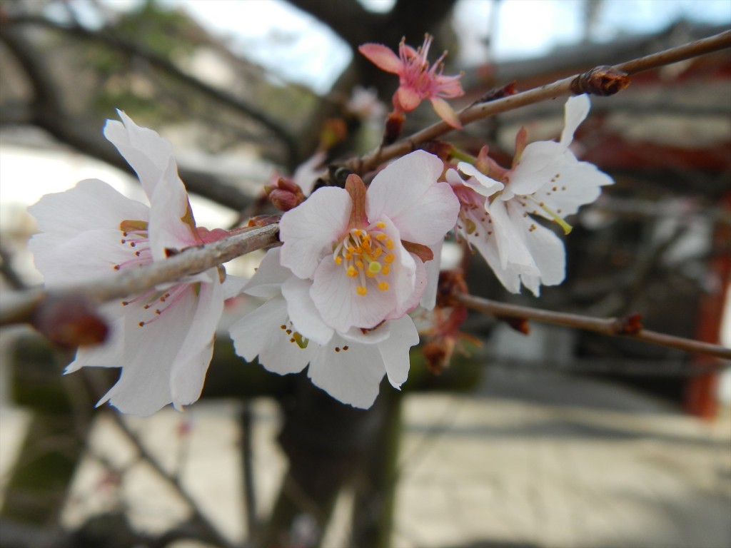 2015年12月に梅の花 東京都目黒不動尊DSCN7423