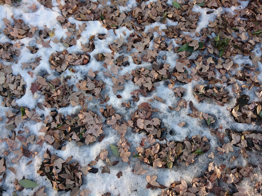 20160122 雪が先か落ち葉が先か どっちが先にあったか 落ちたか1453461797835
