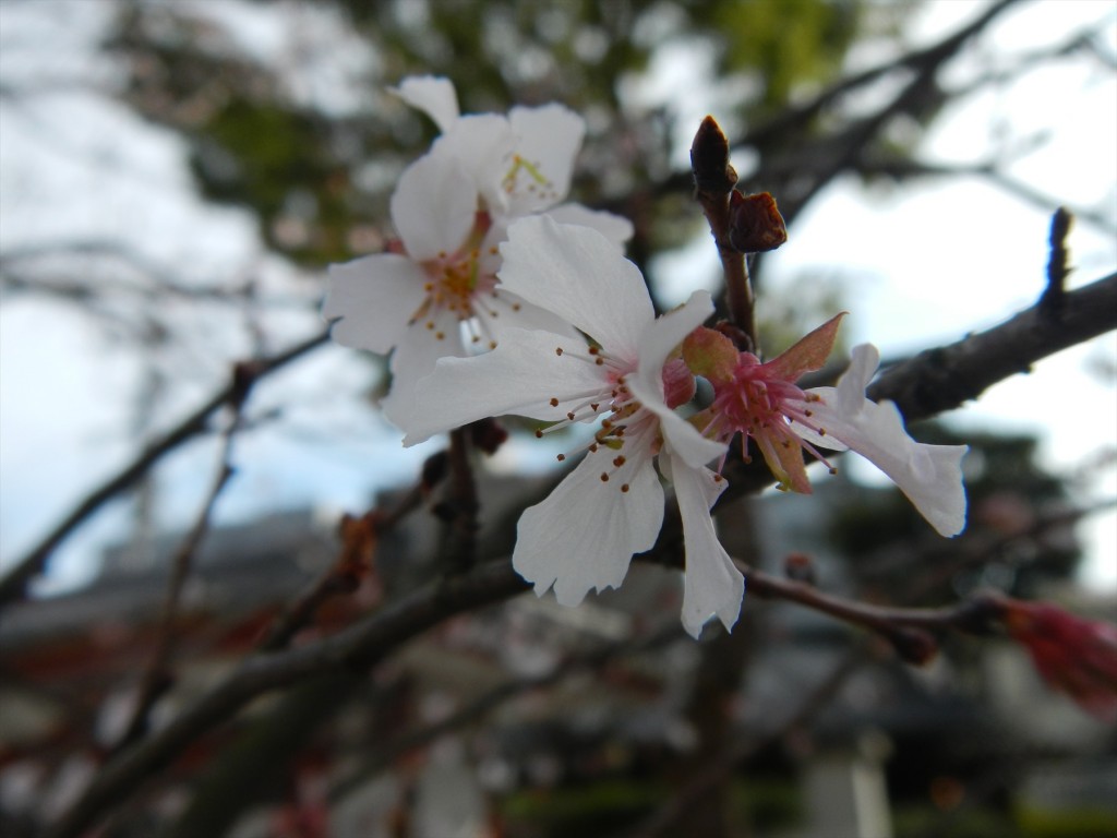 2015年12月に梅の花 東京都目黒不動尊DSCN7420