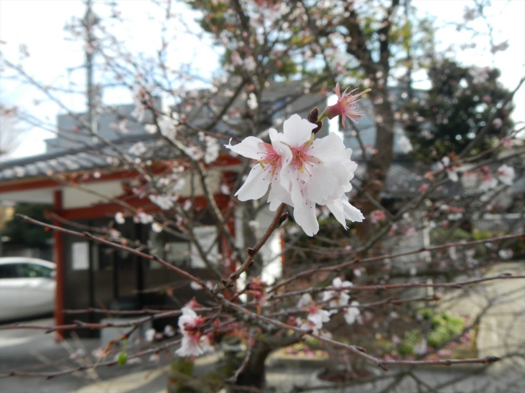 2015年12月に梅の花 東京都目黒不動尊DSCN7419