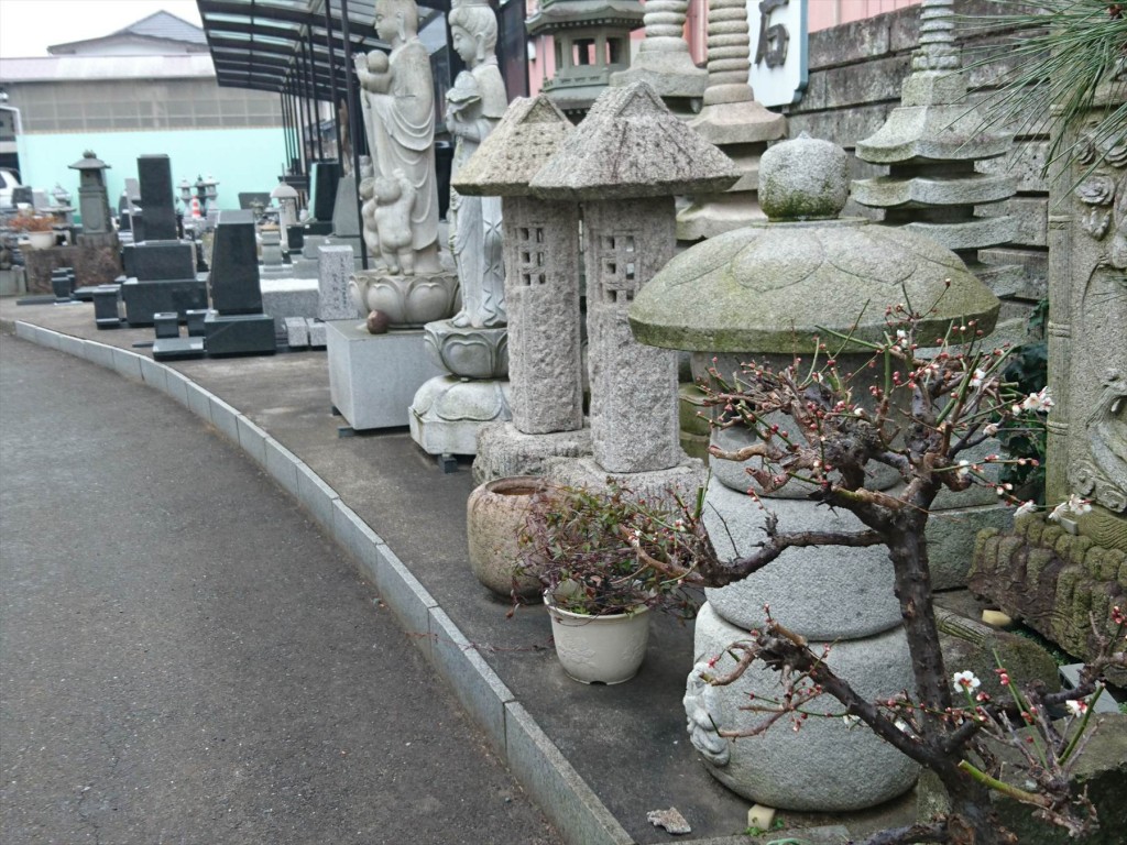 2016年1月29日 埼玉県上尾市 大塚 石材店の展示場、中庭に咲いた梅の花DSC_0129-