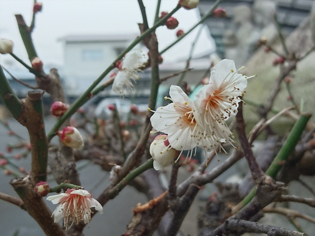 2016年1月29日 埼玉県上尾市 大塚 石材店の展示場、中庭に咲いた梅の花DSC_0127-