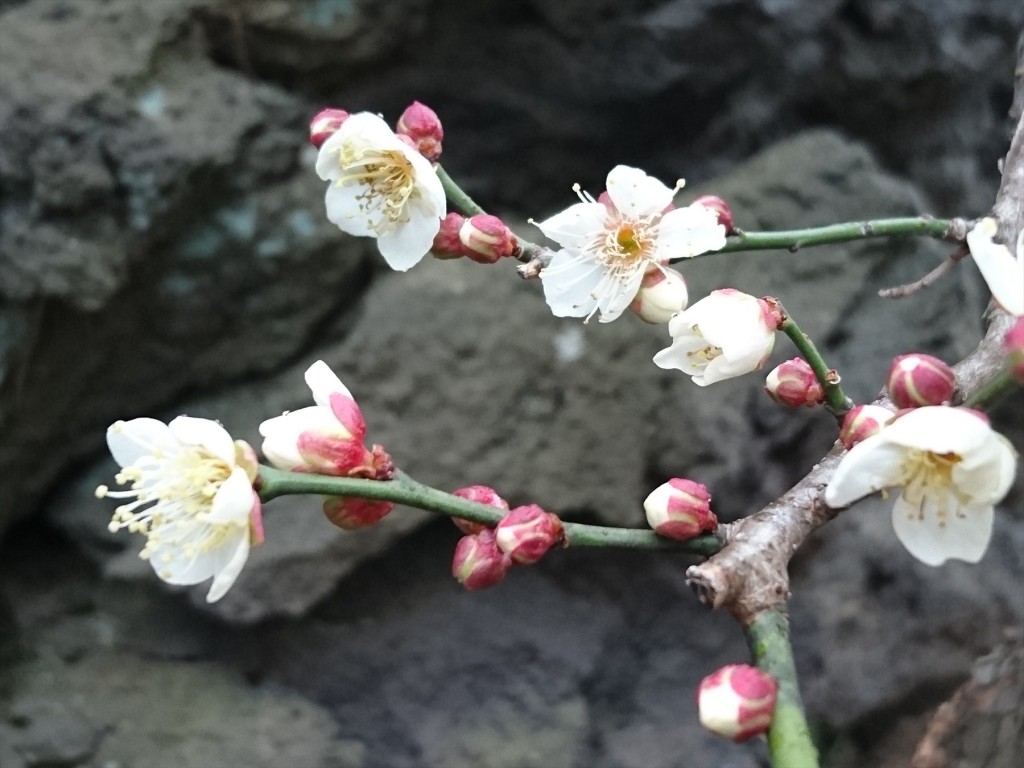 2016年1月29日 埼玉県上尾市 大塚 石材店の展示場、中庭に咲いた梅の花DSC_0126-