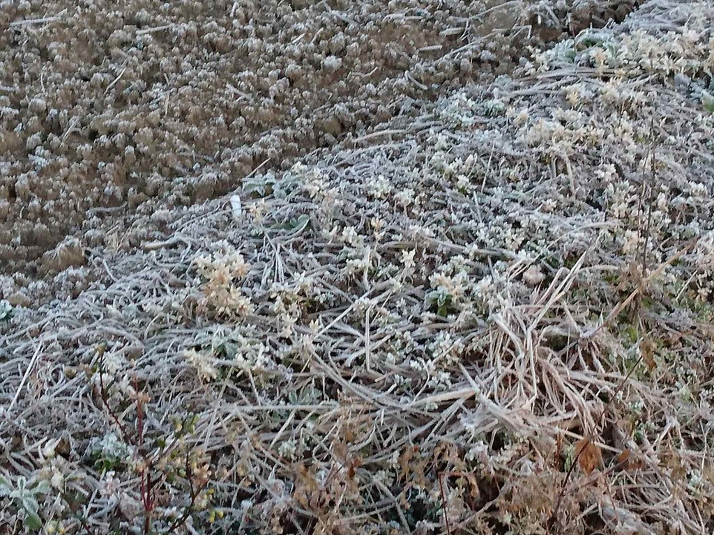 2016年1月13日 埼玉県 霜指数100％ 今朝DSC_0120-