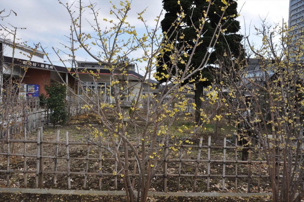 2016年2月8日 埼玉県上尾市の寺院 遍照院の蝋梅 ロウバイが綺麗でしたDSC_4968-